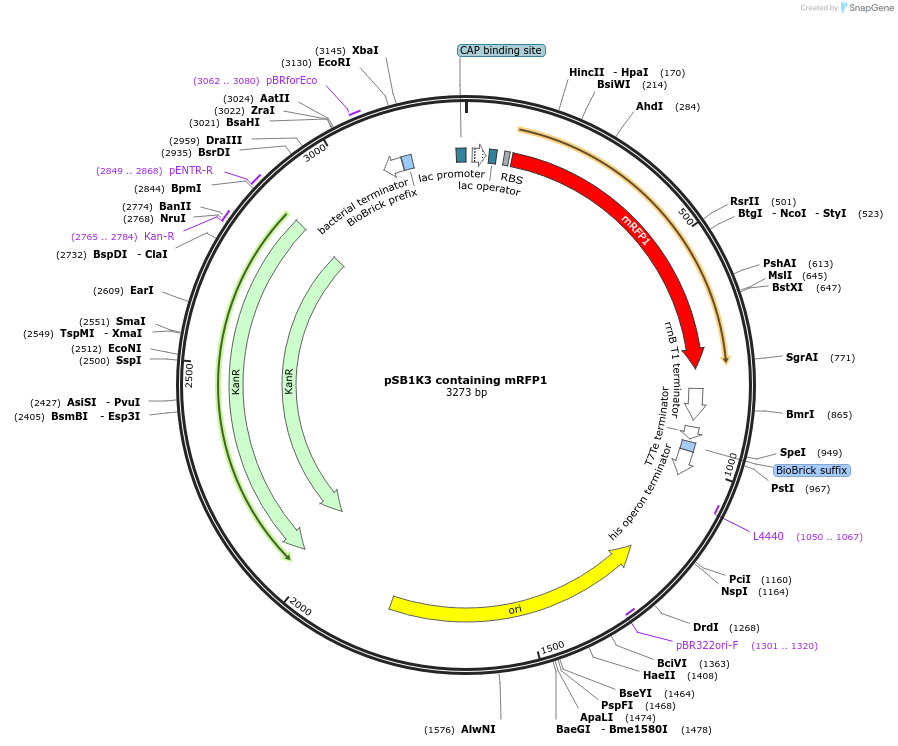 118082-plasmid-map-sequence-id-252166
