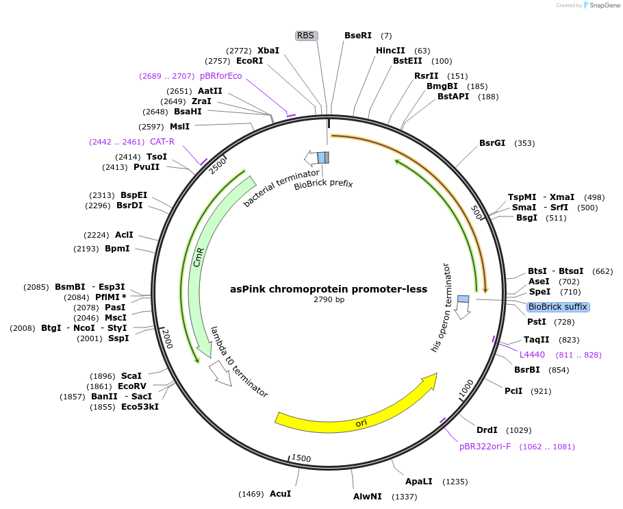 118005-plasmid-map-sequence-id-252175