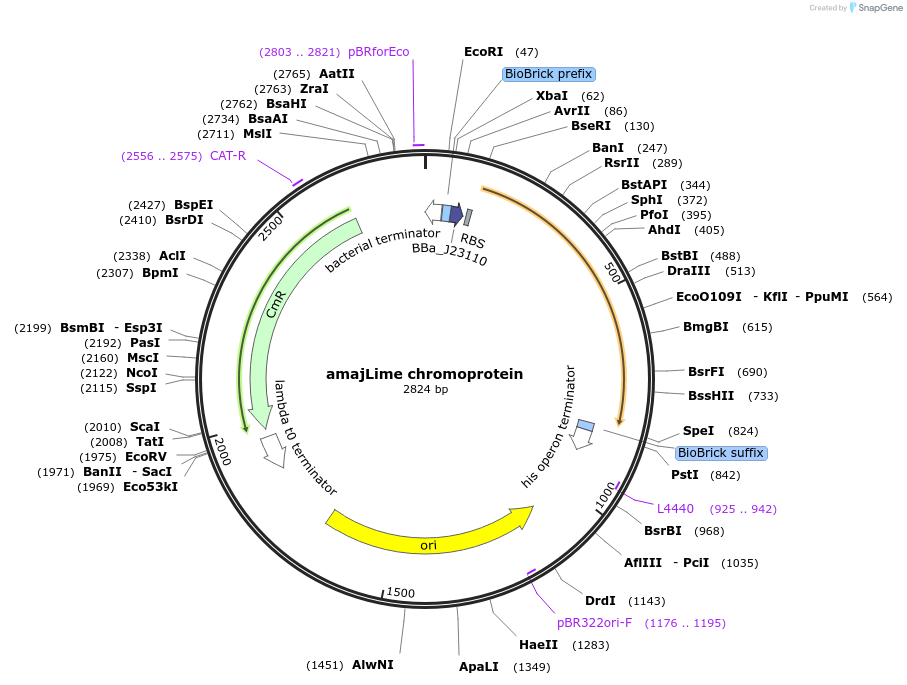 117843-plasmid-map-sequence-id-252177