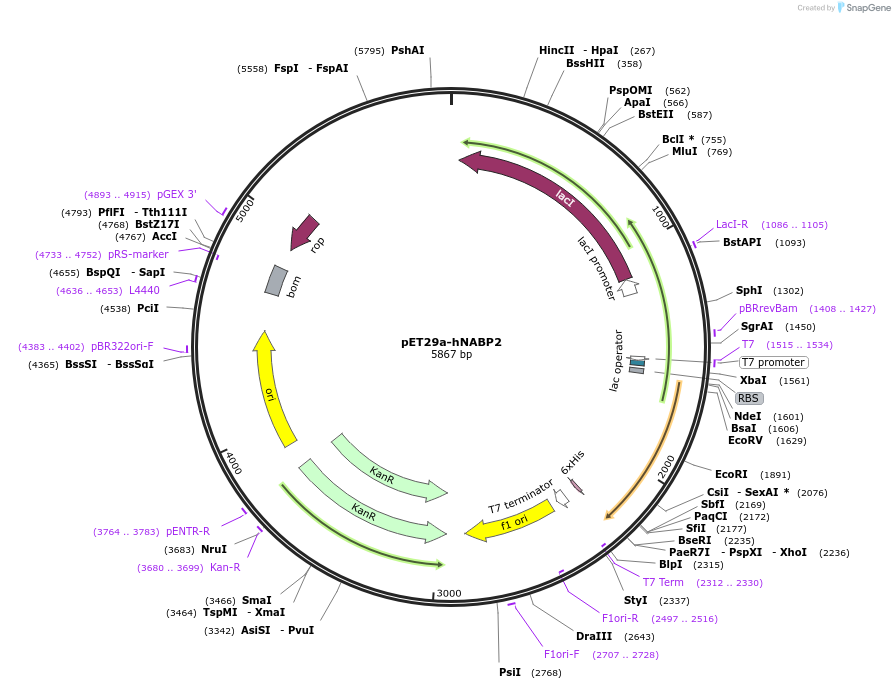 128307-plasmid-map-sequence-id-252184