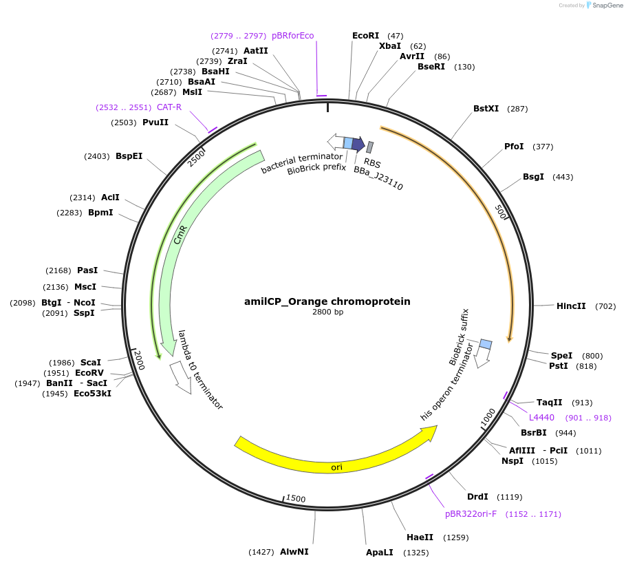 117850-plasmid-map-sequence-id-252187