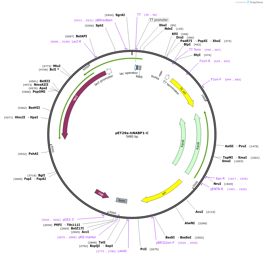 128311-plasmid-map-sequence-id-252189