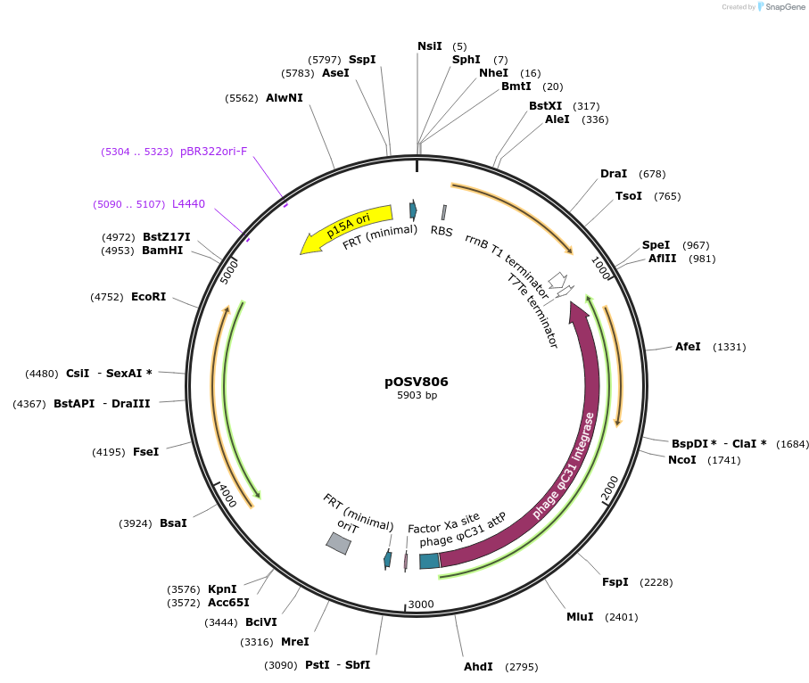 126606-plasmid-map-sequence-id-252192