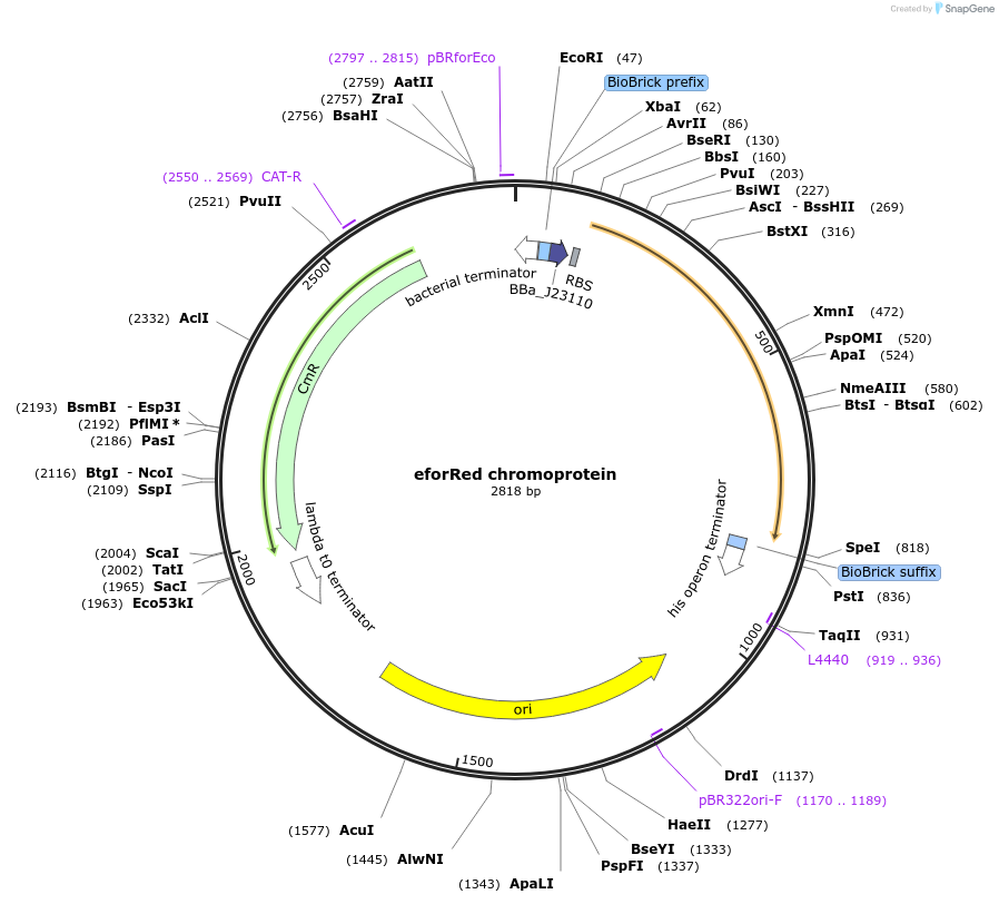 117837-plasmid-map-sequence-id-252193
