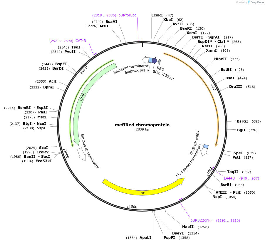 117836-plasmid-map-sequence-id-252195