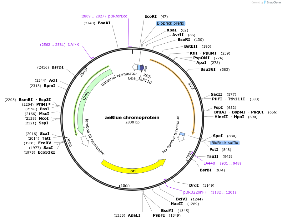 117846-plasmid-map-sequence-id-252198