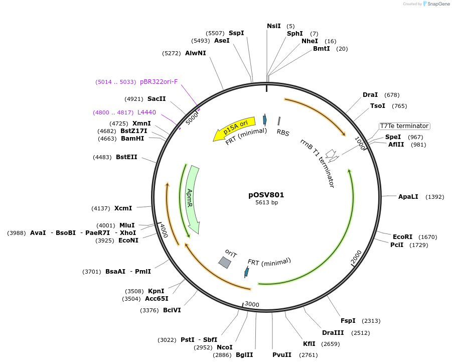 126044-plasmid-map-sequence-id-252199