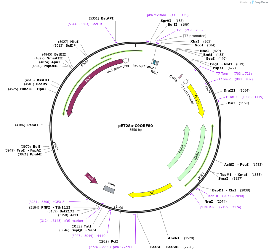 128418-plasmid-map-sequence-id-252201