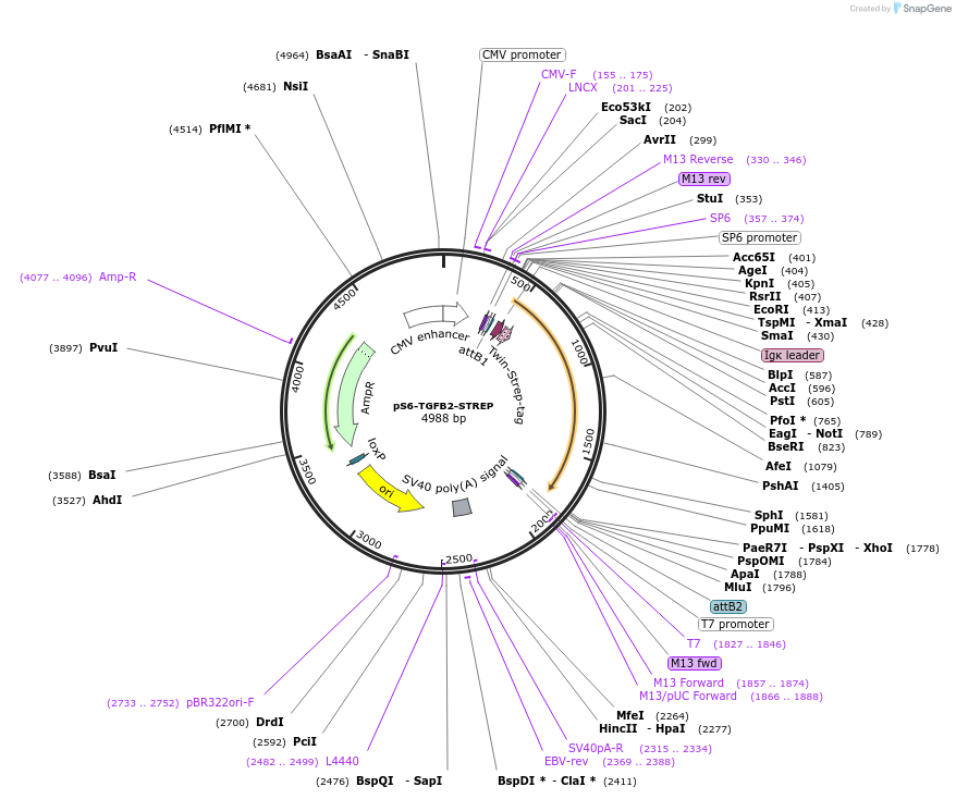 128503-plasmid-map-sequence-id-252204