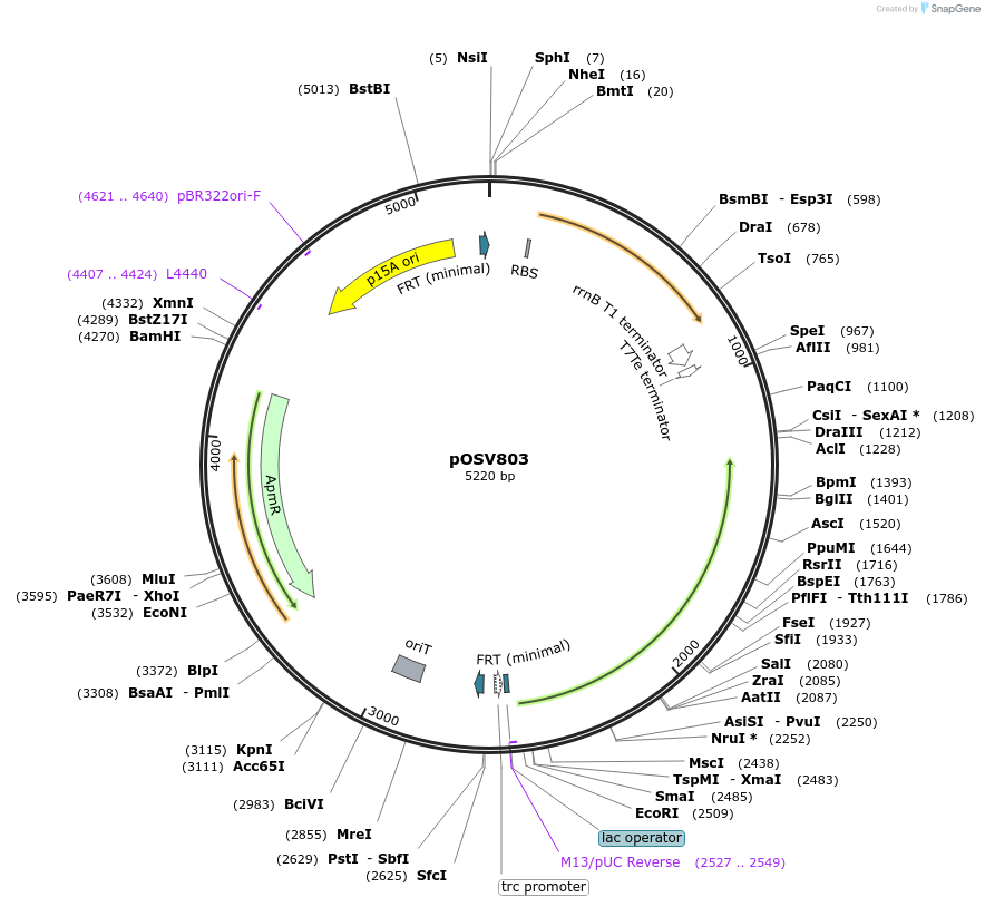 126596-plasmid-map-sequence-id-252208