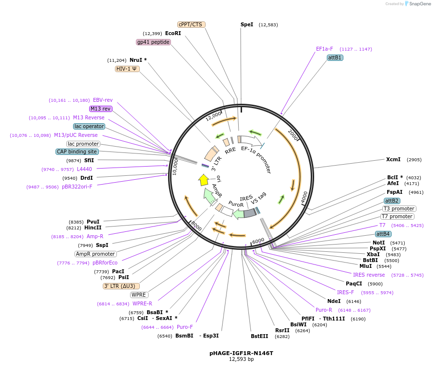 116416-plasmid-map-sequence-id-252213