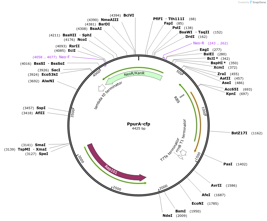 127936-plasmid-map-sequence-id-252216