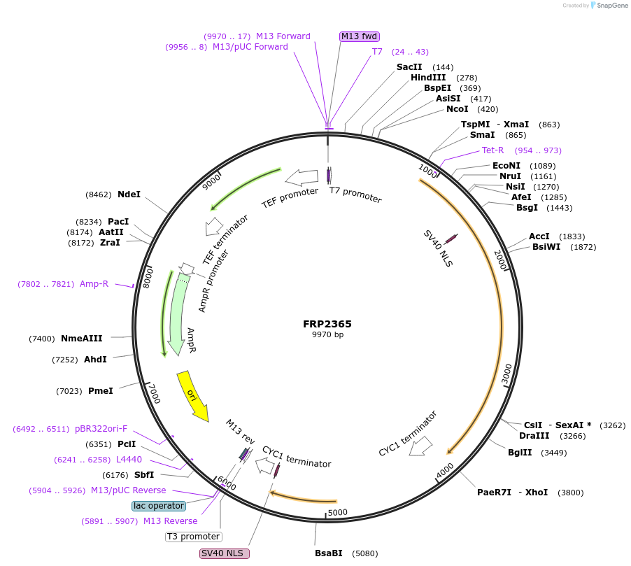 127575-plasmid-map-sequence-id-252224