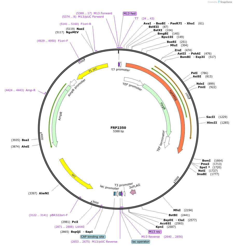 127580-plasmid-map-sequence-id-252225