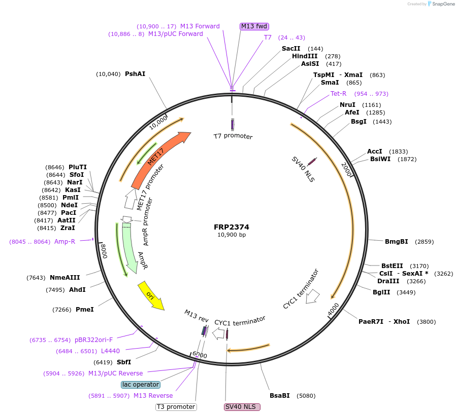 127579-plasmid-map-sequence-id-252227