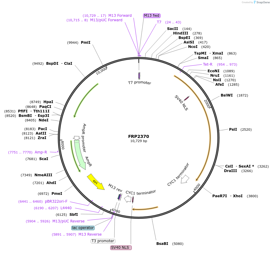 127576-plasmid-map-sequence-id-252228