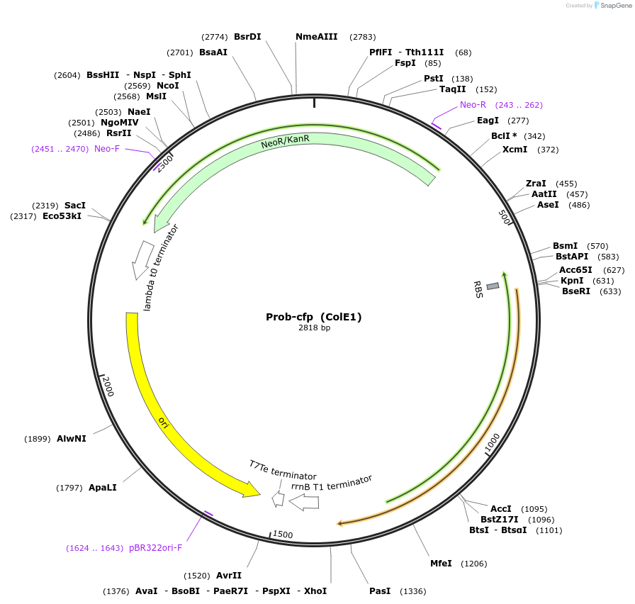 127938-plasmid-map-sequence-id-252232
