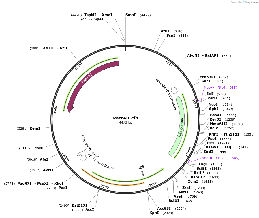 127944-plasmid-map-sequence-id-252243