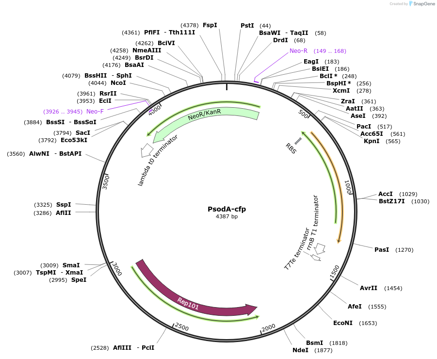 127945-plasmid-map-sequence-id-252246