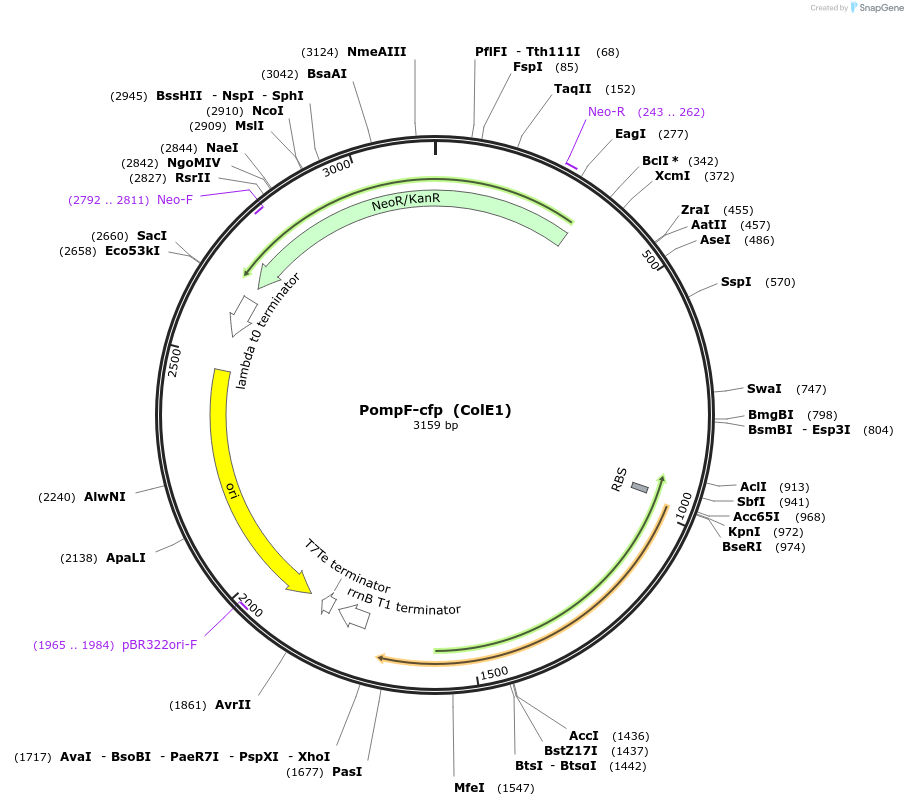 127948-plasmid-map-sequence-id-252249