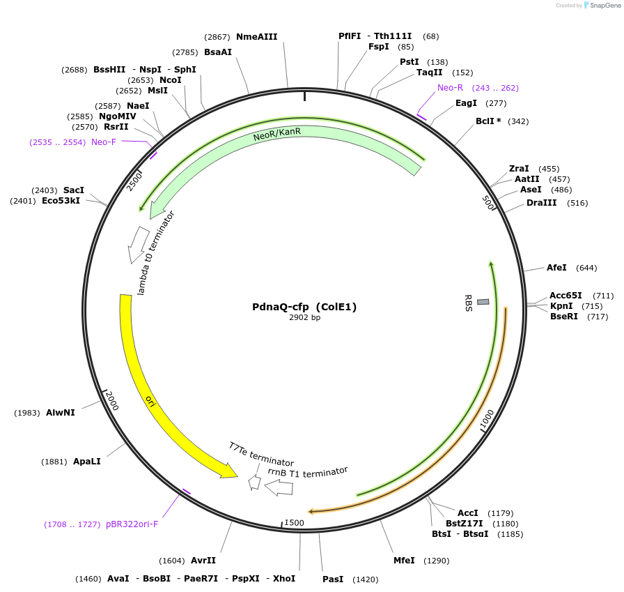 127949-plasmid-map-sequence-id-252250