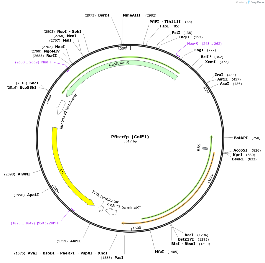 127950-plasmid-map-sequence-id-252251