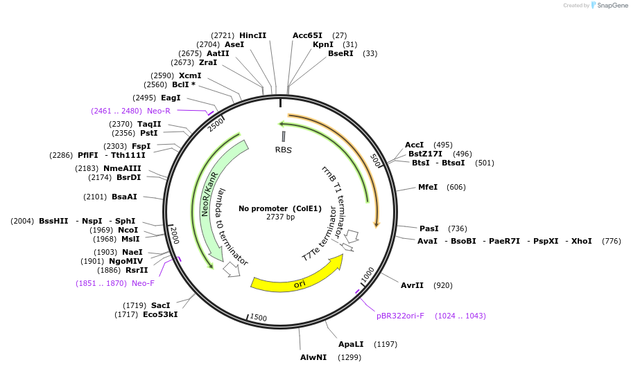 127951-plasmid-map-sequence-id-252252
