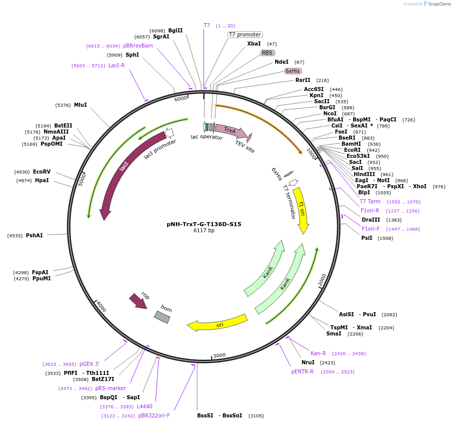 127824-plasmid-map-sequence-id-252257