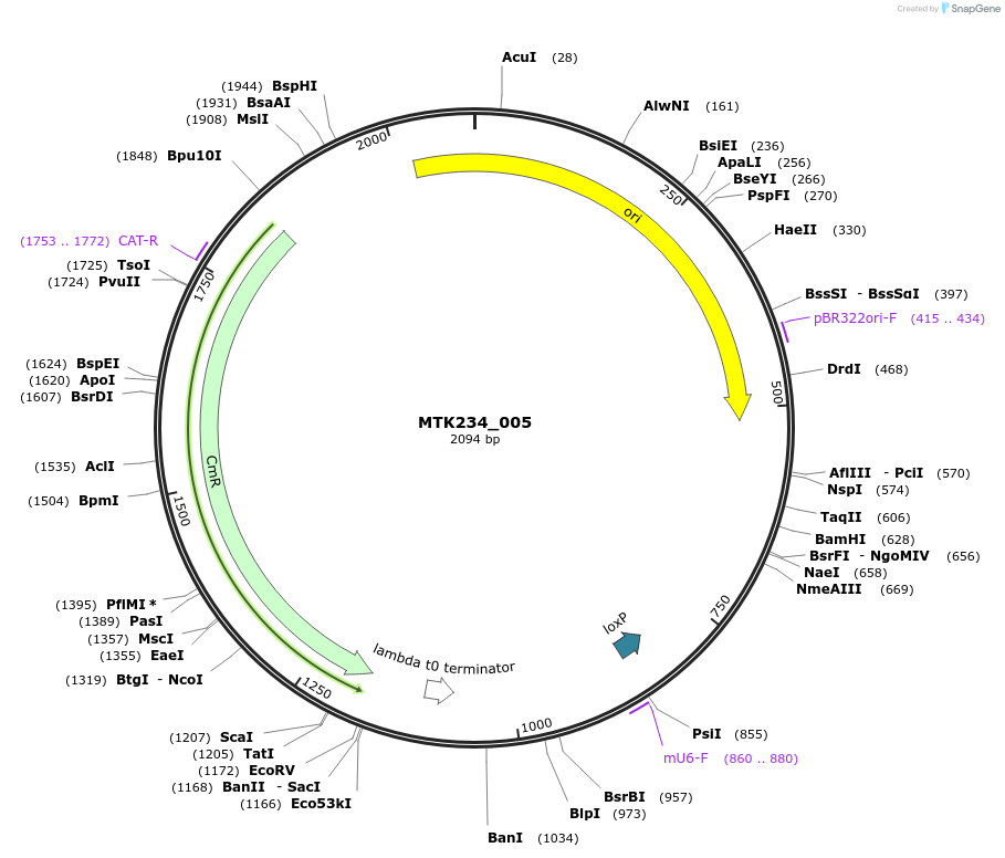 123992-plasmid-map-sequence-id-252262