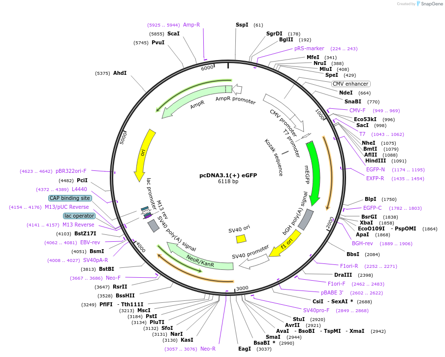 129020-plasmid-map-sequence-id-252271
