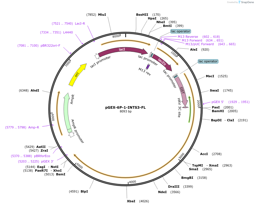 128415-plasmid-map-sequence-id-252278