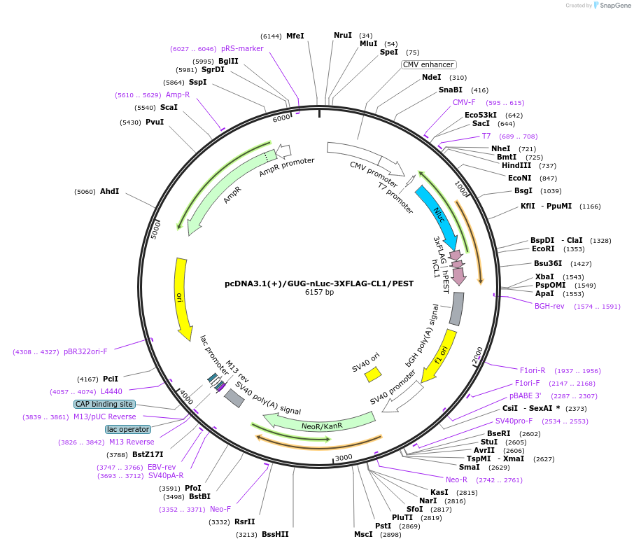 127317-plasmid-map-sequence-id-252282