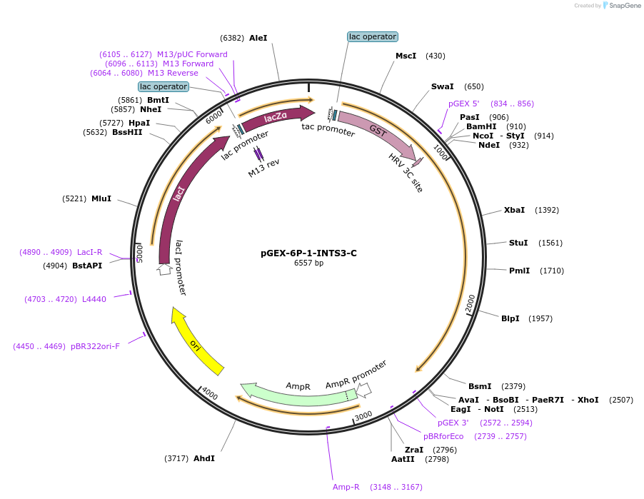 128417-plasmid-map-sequence-id-252287