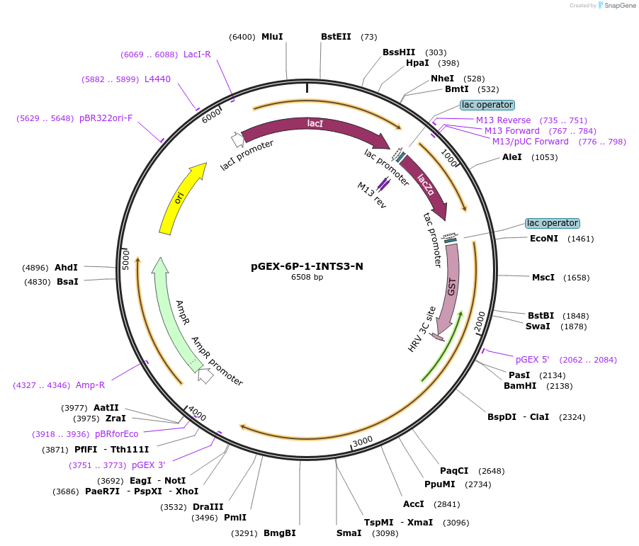 128416-plasmid-map-sequence-id-252290