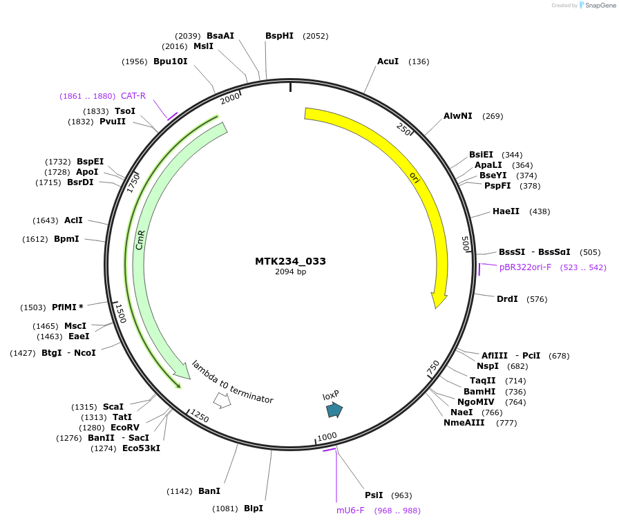 123996-plasmid-map-sequence-id-252304