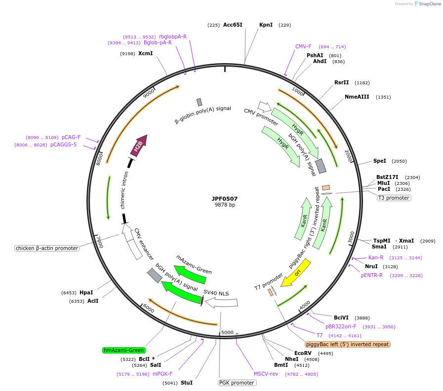 123998-plasmid-map-sequence-id-252307