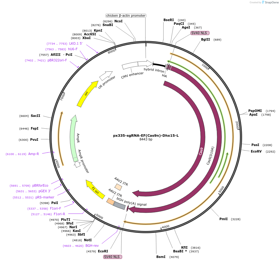122336-plasmid-map-sequence-id-252308