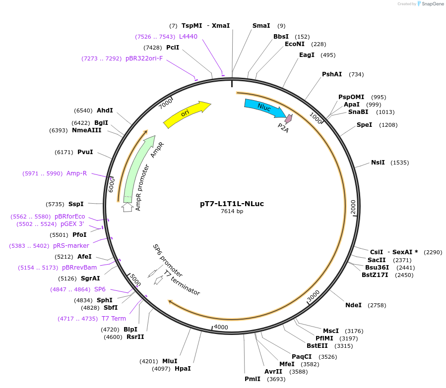 128942-plasmid-map-sequence-id-252317