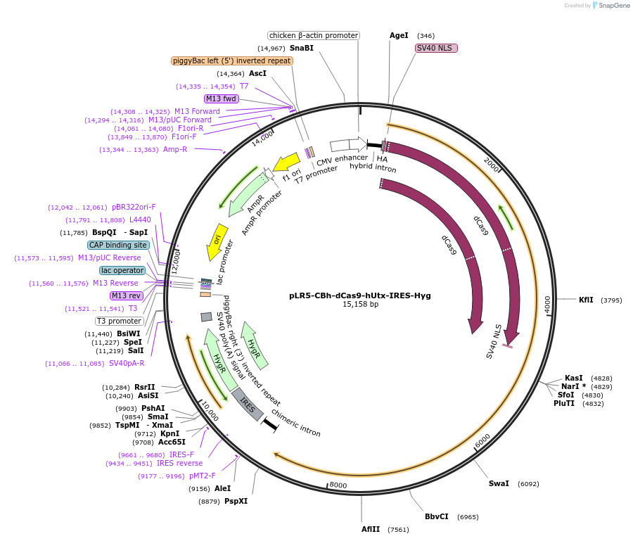 122374-plasmid-map-sequence-id-252320