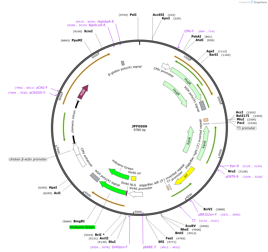 124000-plasmid-map-sequence-id-252324