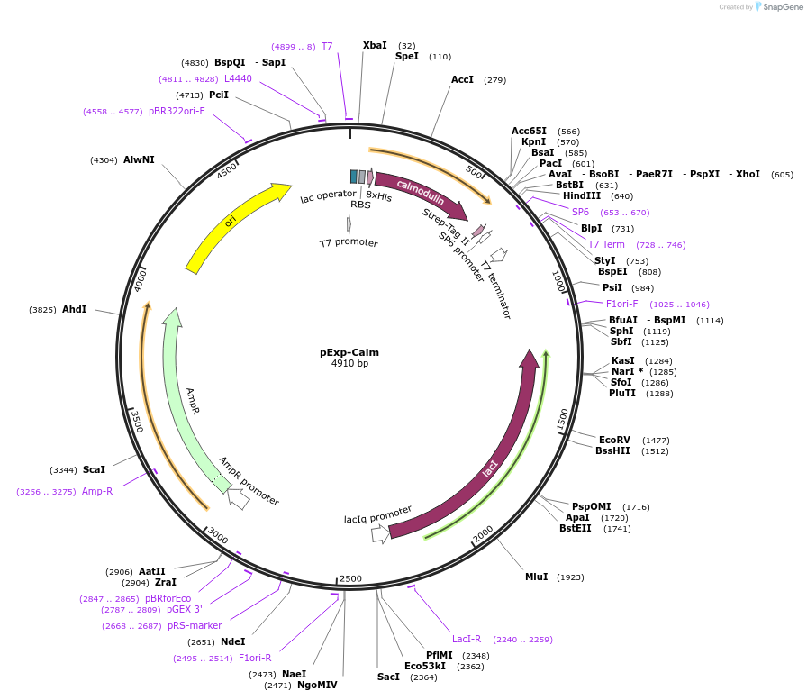 129238-plasmid-map-sequence-id-252326