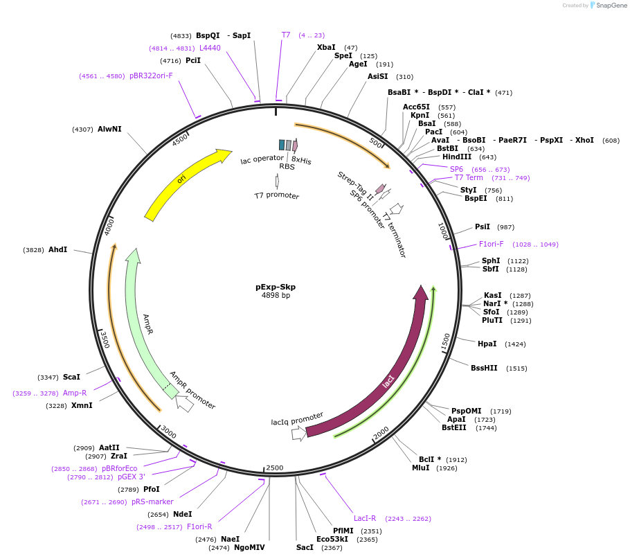 129241-plasmid-map-sequence-id-252331