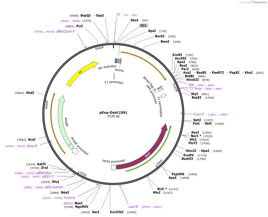 129243-plasmid-map-sequence-id-252336