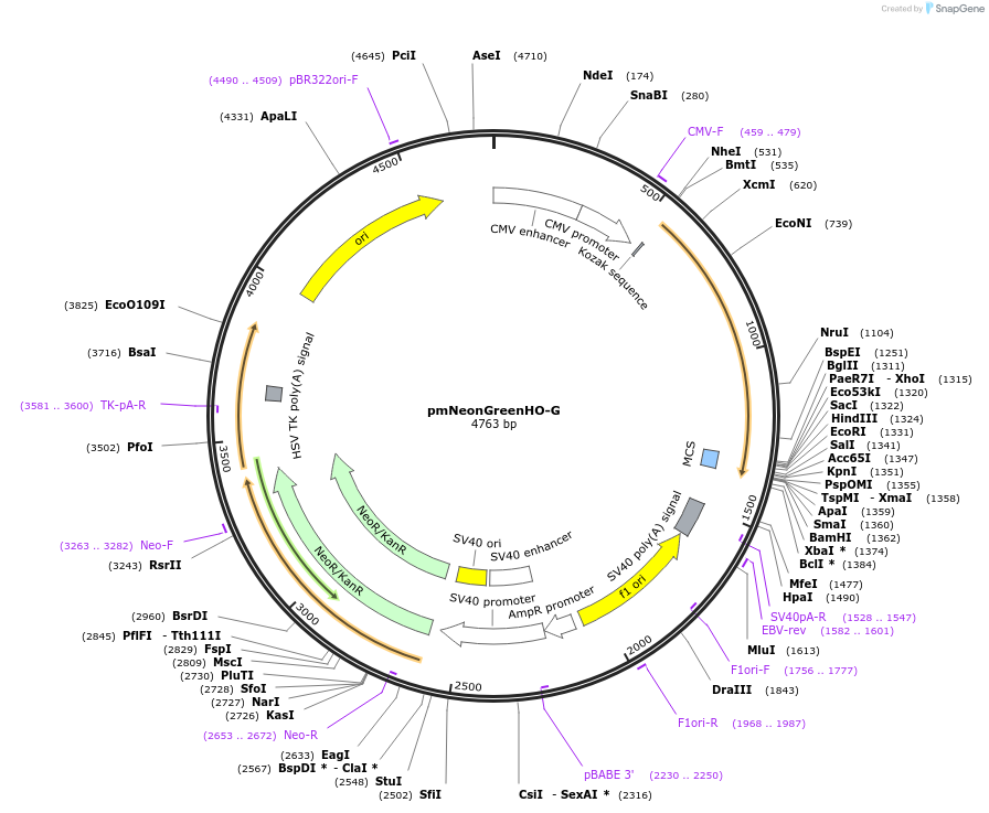 127912-plasmid-map-sequence-id-252340
