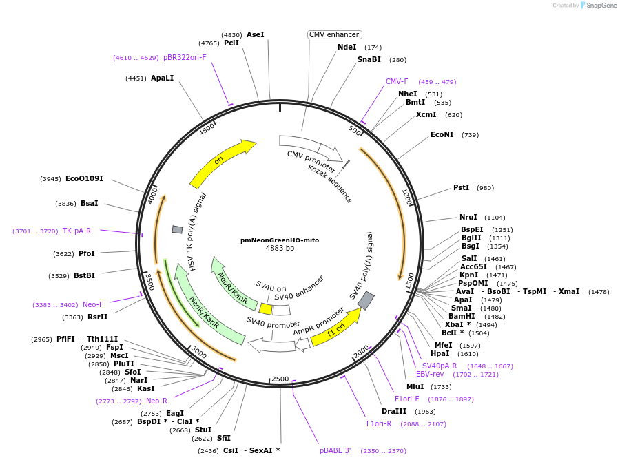 127913-plasmid-map-sequence-id-252343