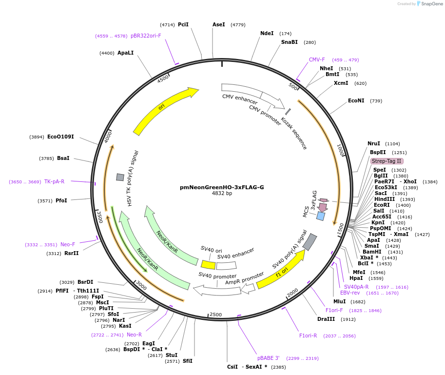 127914-plasmid-map-sequence-id-252344