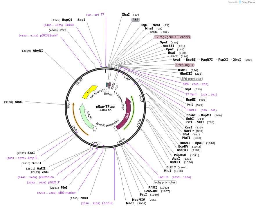 129246-plasmid-map-sequence-id-252354