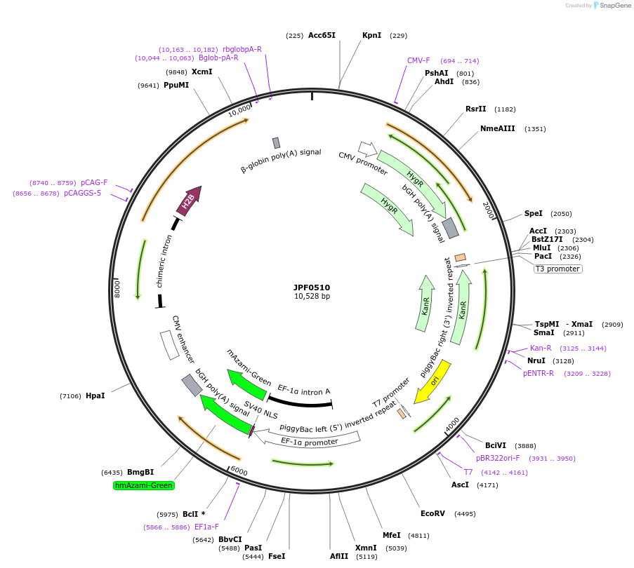 124001-plasmid-map-sequence-id-252358