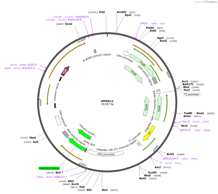 124002-plasmid-map-sequence-id-252360