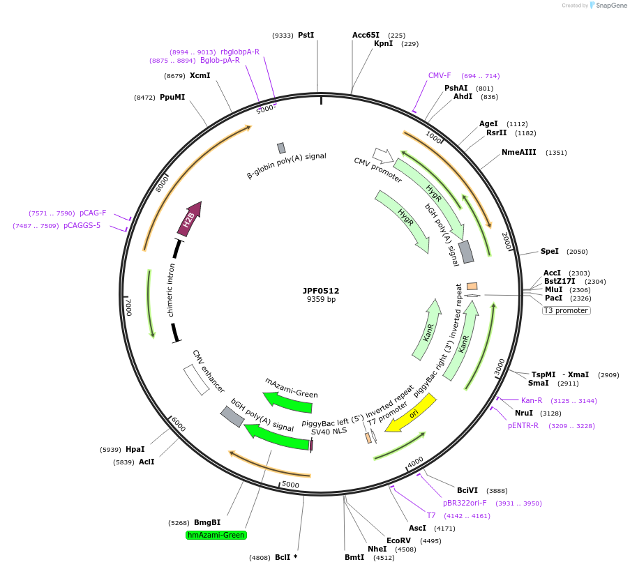 124003-plasmid-map-sequence-id-252361